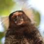 Monkey see, monkey do: Study sheds light on cooperative decision-making