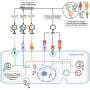 Molecular anchors on gut phages could open new therapeutic avenues