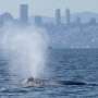 New AI system uses cameras and thermal sensors to steer ships clear of gray whales in the San Francisco Bay