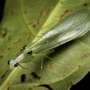 New mantises planking their way to urban dominance