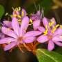 Hidden for 100 years, bright pink shrub identified as new Australian species