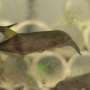 Brains update sensory predictions through single timing hub, electric fish study finds