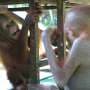 Great apes mirror facial expressions with surprising precision, study shows
