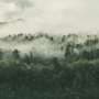 NZ's new forestry rules promise consistency: Will they also increase environmental risk?