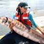 Newly discovered 'thunder' of Atlantic sturgeons inspires awe