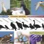 Expanded susceptibility and transmission in circulating avian influenza viruses reshape wild bird mortality