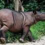 Indonesia to capture last-known wild Bornean rhino for IVF