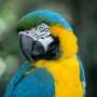 Bird masturbation appears natural across 120 species, challenging long-held veterinary advice