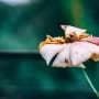 The fungus that spoils nearly everything: Gray mold secret revealed
