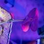 Plants could be used to grow medicines in space, study shows