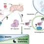 Plants hit the brakes on immunity to survive viral infections