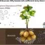Plants reveal hidden PFAS pollution that soils can miss, study finds