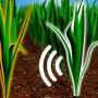 Plants select growth strategies by 'spying' on their neighbors' scents