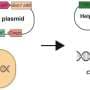 Platform fast-tracks microbial design for high-temp manufacturing