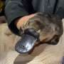 Platypus population expands to 20 in Australia's Royal National Park