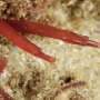 Rare male red pipefish carrying eggs on its trunk spotted in Sydney