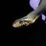 Rattlesnakes among most vulnerable to fungal disease and parasitic lung infection