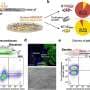 Reading genetic activity from living cells without destroying them