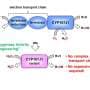 Redesigning an elusive bacterial enzyme into an efficient green catalyst