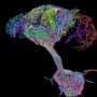 Researchers publish first complete connectome of fruit fly brain and 'spinal cord'