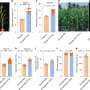 Recovered wild maize gene boosts crop protein without yield loss