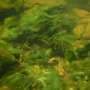 Researchers use phylogenomics to identify cyanobacteria in Shenandoah River