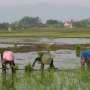 Naturally occurring soil fungi could boost rice yields while reducing reliance on synthetic fertilizers