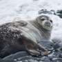 Human‑made chemicals are harming seals at the molecular level, study finds