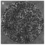 Ripples in fire-ant collectives suggest motions are driven by neighbor alignments