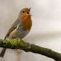 How city life changes bird song and why many species do not adapt