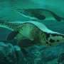 Saturday citations: Two T. rexes and new exercise guidance that scientists are not calling 'easy'