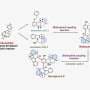 Chemists unlock first total synthesis of rare plant alkaloid tied to anticancer activity