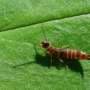 Scientists dispute hypothesis that climate change will unleash massive agricultural pest populations