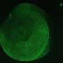 A severed piece of sea cucumber refused to die, and what happened next could transform medicine