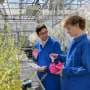 Scientists solve 200-year-old puzzle of how tobacco plants make nicotine