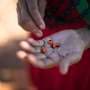 'Seed Transfer Zones' could help restore vast areas of degraded land in Brazil