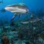 Sharks thrive in hotspots of prey, underlining need for holistic approach to conservation