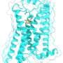 Swapping molecular building blocks one by one reveals how receptors tell adrenaline from dopamine