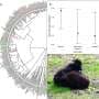 Despotic primate societies rarely play as adults, analysis of 37 species reveals