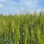 Standard tests do not always detect all gluten residues in barley beer