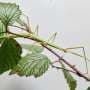 From hybrids to 'virgin birth,' stick insects reveal stepwise loss of sex
