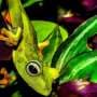 Study clarifies conditions for amphibian species richness on marine islands