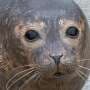Study highlights key welfare needs for seal pups in rehabilitation