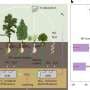 Rainfall near 700 mm marks turning point in ecosystem nitrogen retention