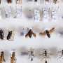 Bee magnetism appears far more widespread than expected across 120 species