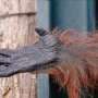 One storm pushed world's rarest great ape closer to extinction in Sumatra