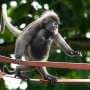 Sky bridges, citizen science protect endangered Malaysia monkeys