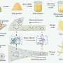Spider silk-inspired process turns corn protein into tougher plastic-like material