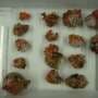 These underwater 'living pink rocks' help store carbon: Scientists just found four new species