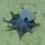 This tiny blue octopus from the Galápagos could curl up in your hand and shows how much deep ocean remains unexplored